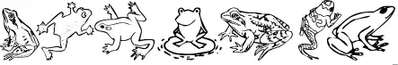 Amphibia