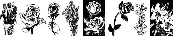 KR Beautiful Flowers